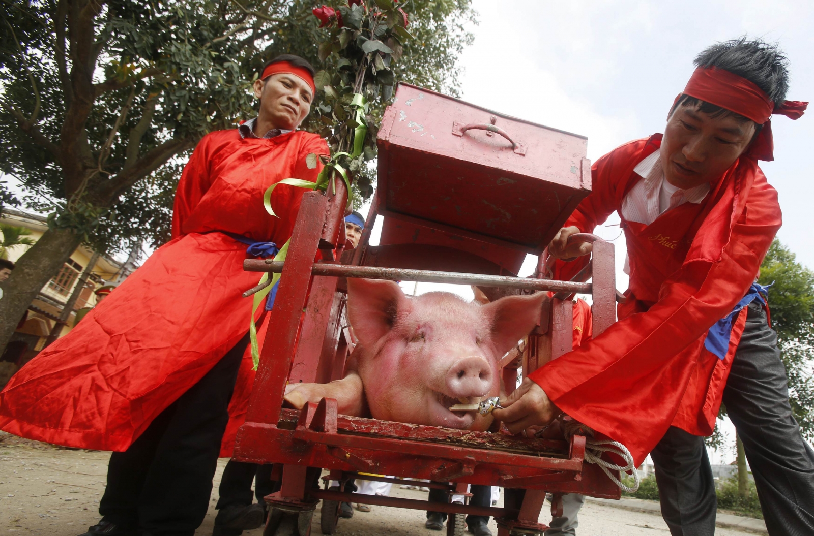 Vietnamese pig slaughtering festival draws criticism from ...