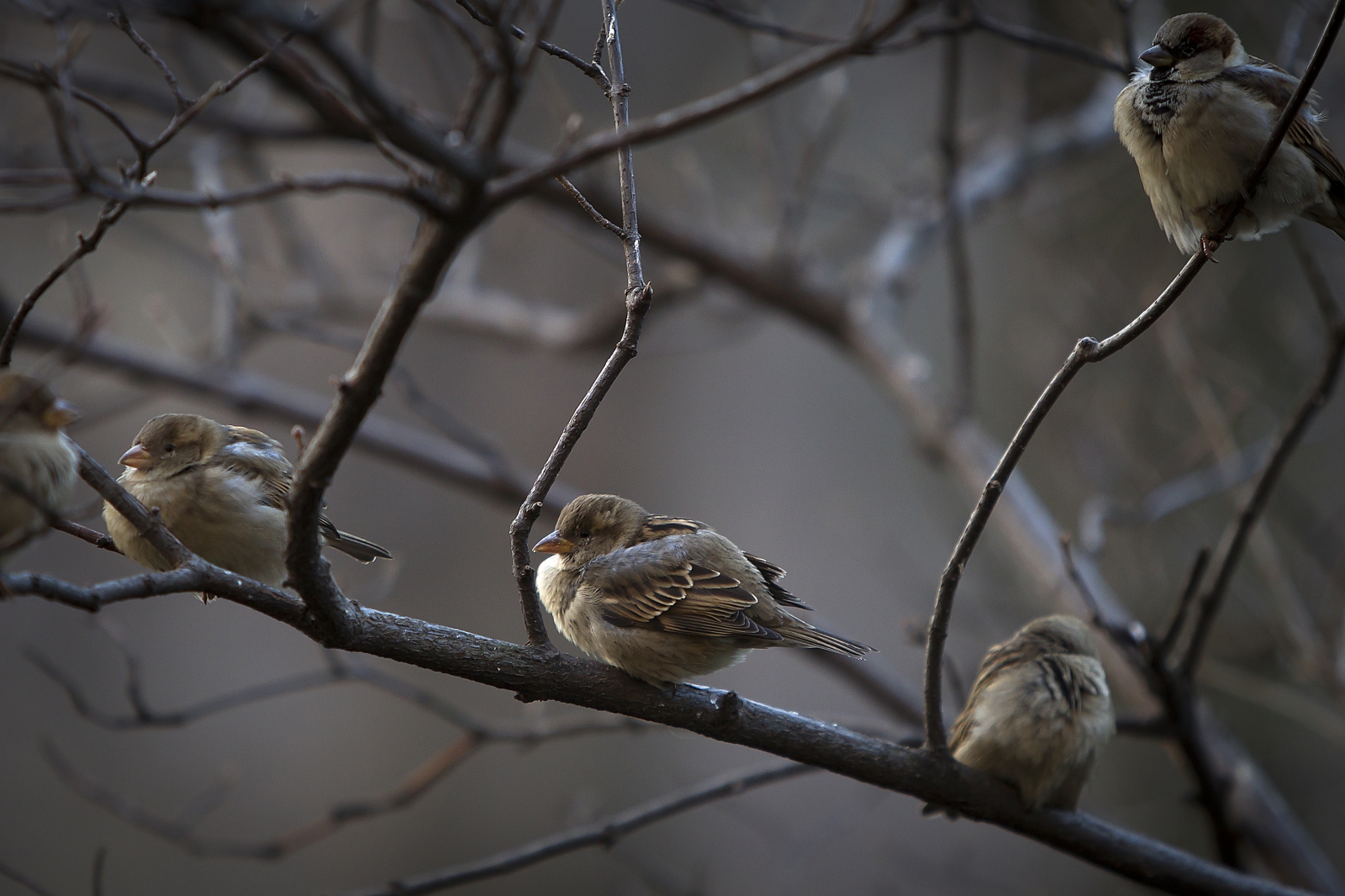 india-sparrow-couple-married-off-by-villagers-to-protect-their