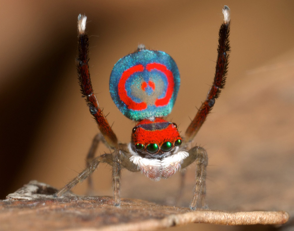 Australia's peacock spiders So cute, even arachnophobes will love them
