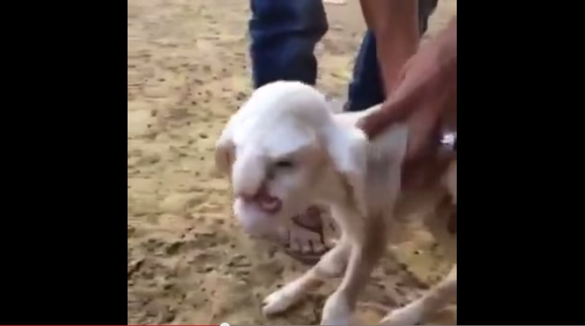 Lamb With Angry Old Man Face Becomes Circus Star In Russian Village
