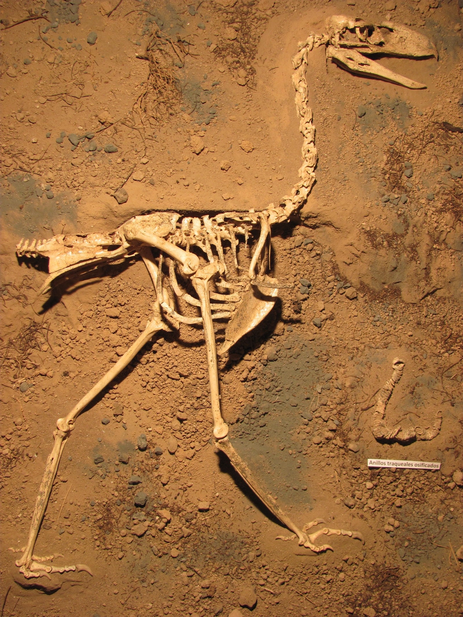 Predatory terror bird species had low voice and listened for footsteps
