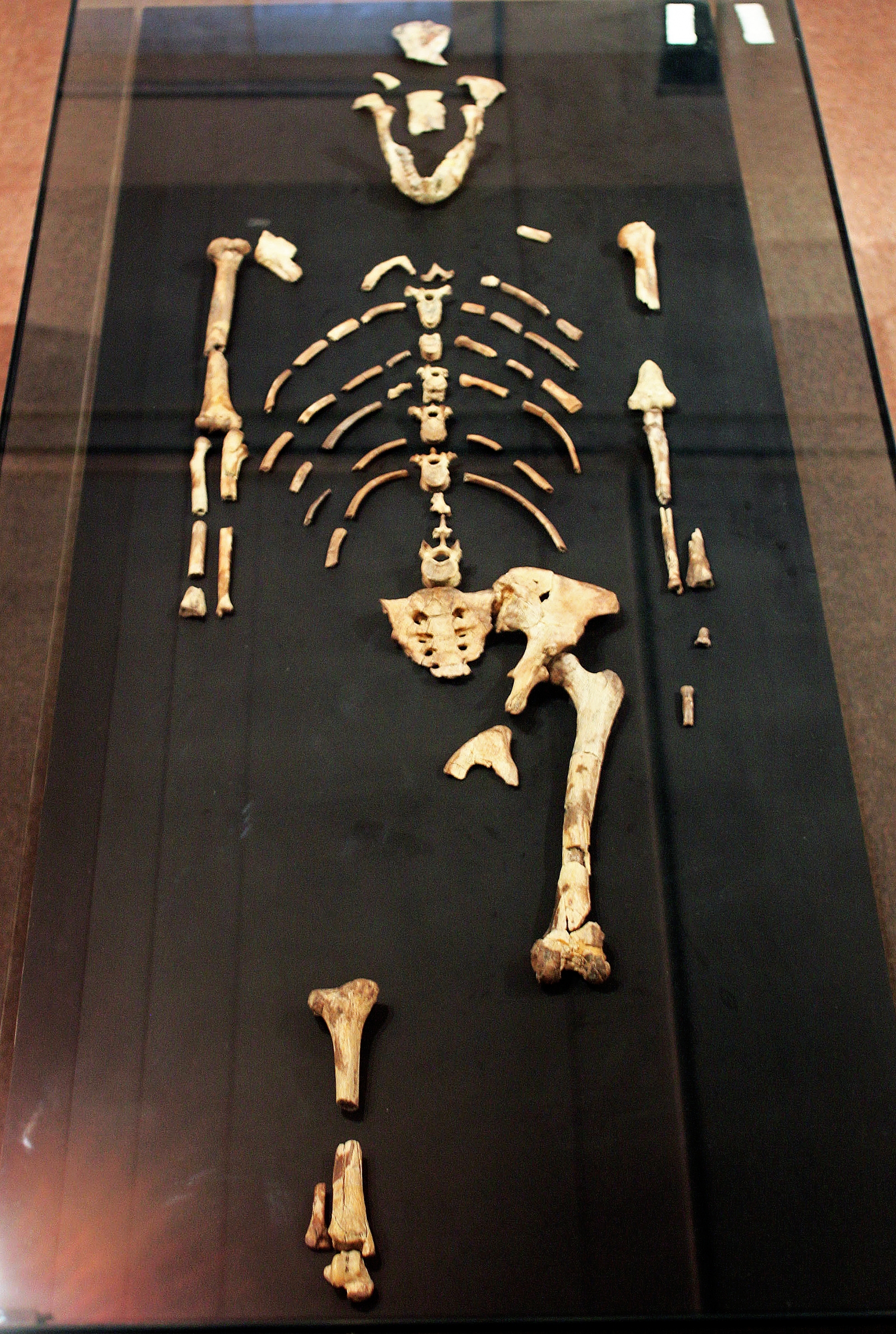 Lucy the Australopithecus, one of our oldestfound human ancestor