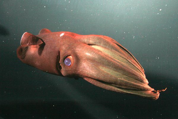 Vampire squid from hell unique spawning strategy discovered by chance