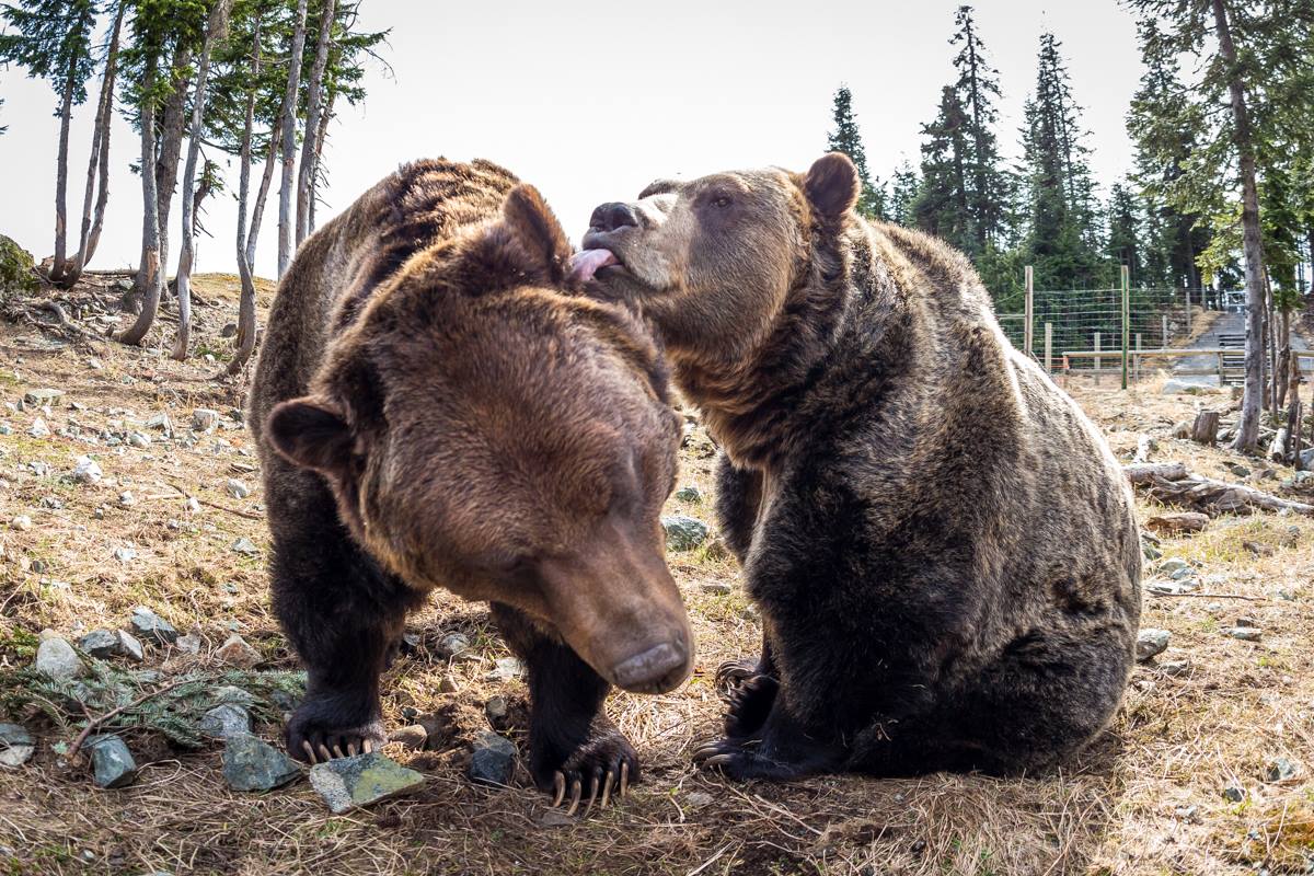 Canada Warm weather brings groggy grizzly bears out of hibernation [Photos]