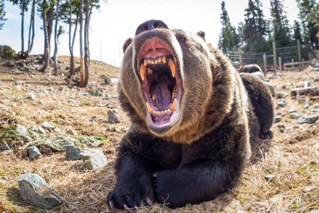 Canada Warm weather brings groggy grizzly bears out of