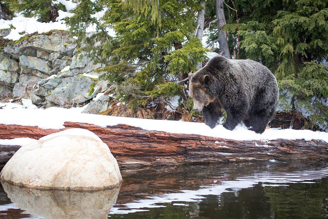 Canada Warm weather brings groggy grizzly bears out of hibernation [Photos]