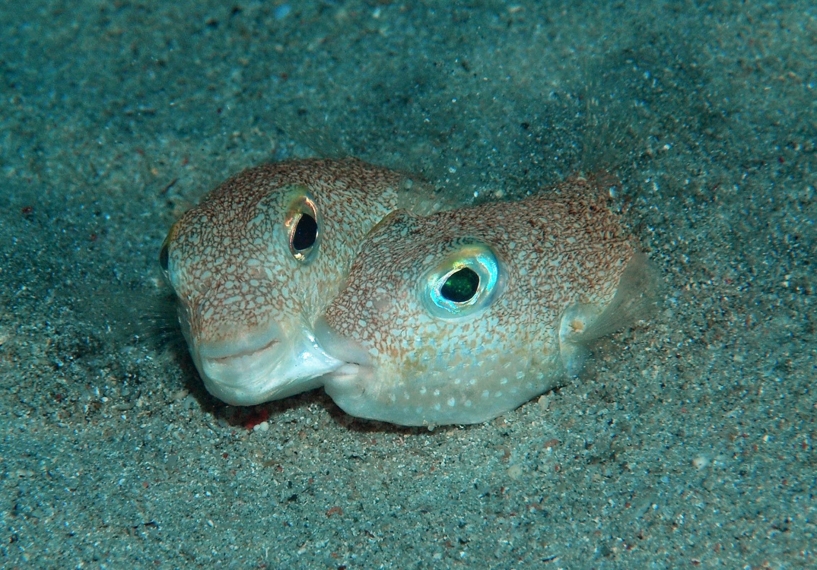 Blue Bastard, tiny frogs and a mysterious pink blob: Top five animal