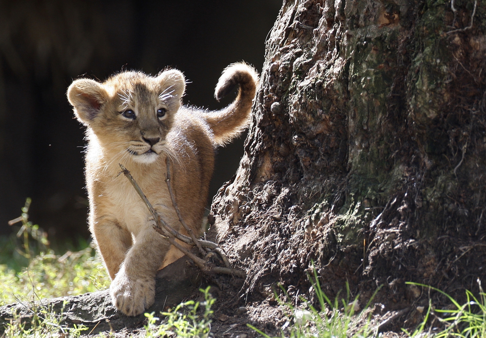 ASIATIC LIONCUB