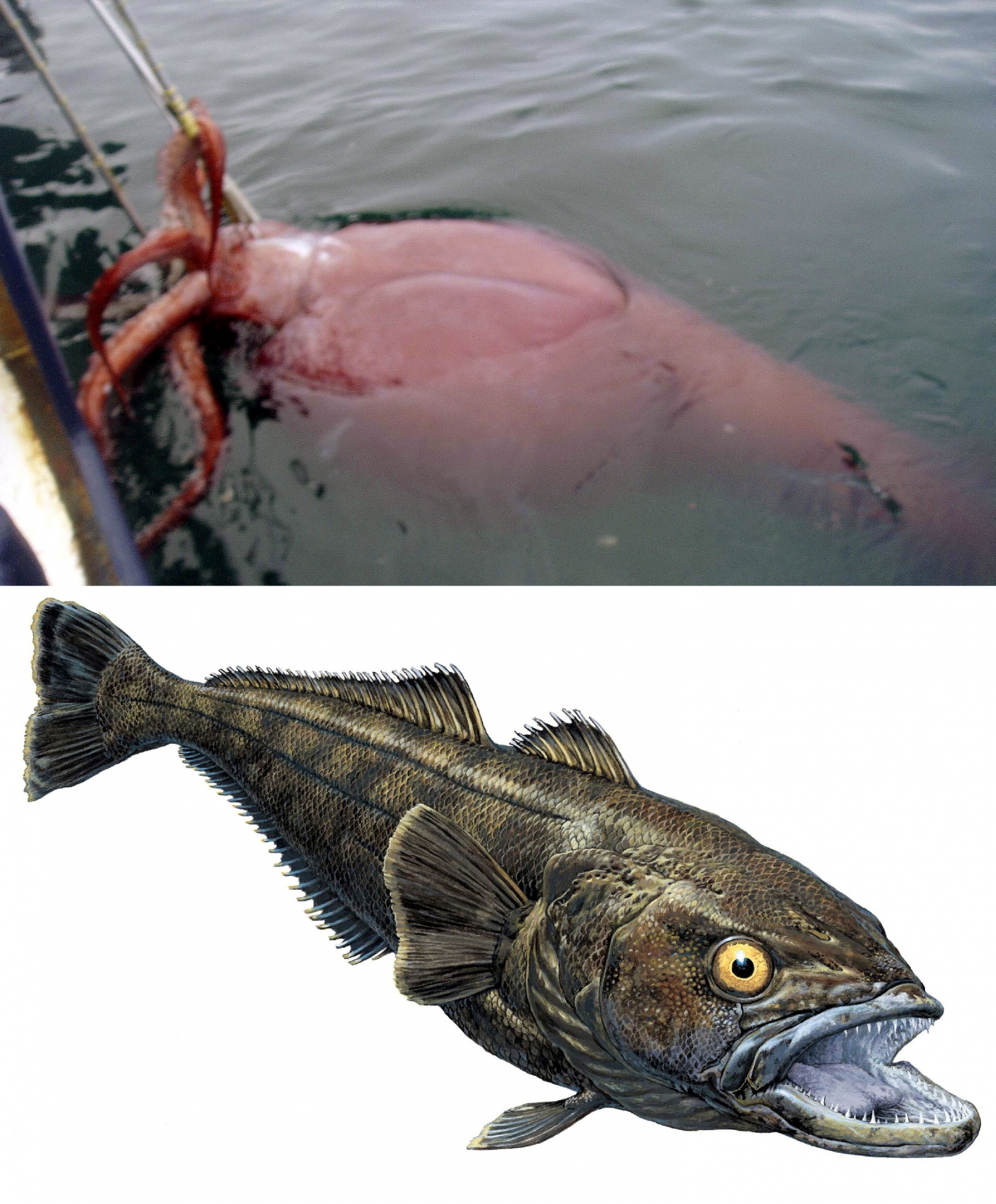 Monsters Of The Deep: Colossal Squid And Mighty Toothfish Waging War In ...