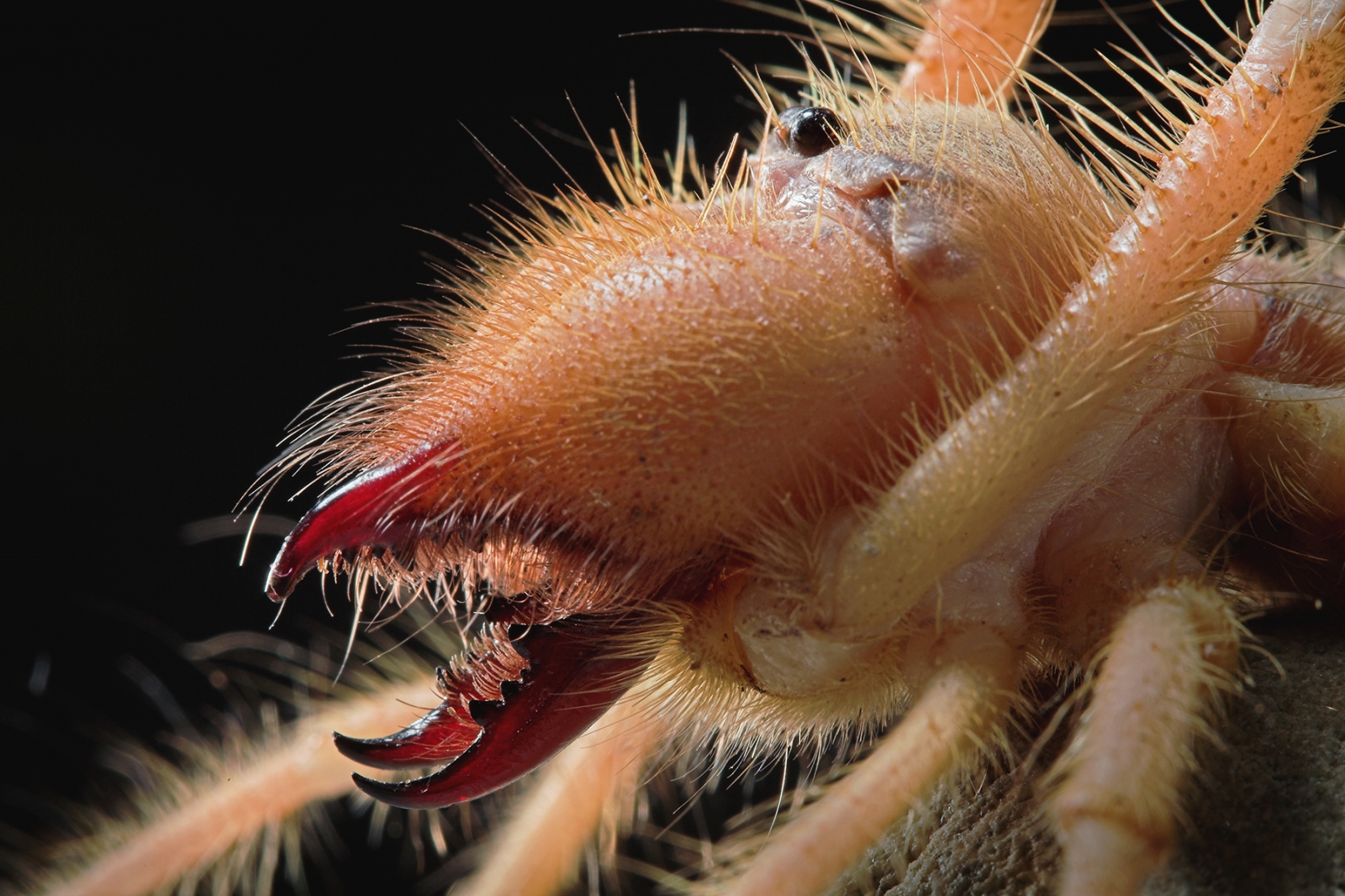 Warning potentially scary images: Fearsome jaw of camel spider unveiled in 'visual atlas'