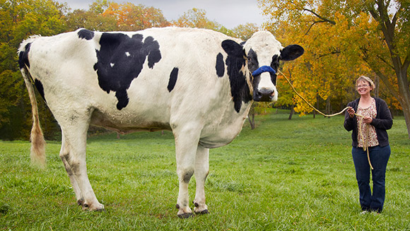 Cow s images, Photos of Cow , Photos of Cow , Cow pics