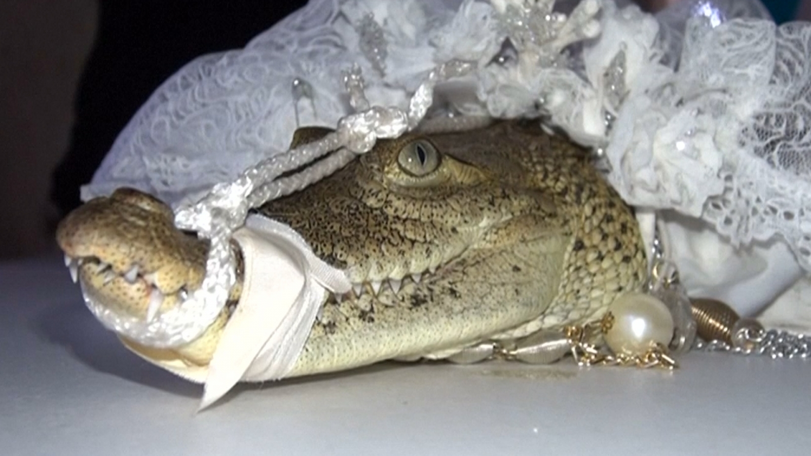 crocodile wedding