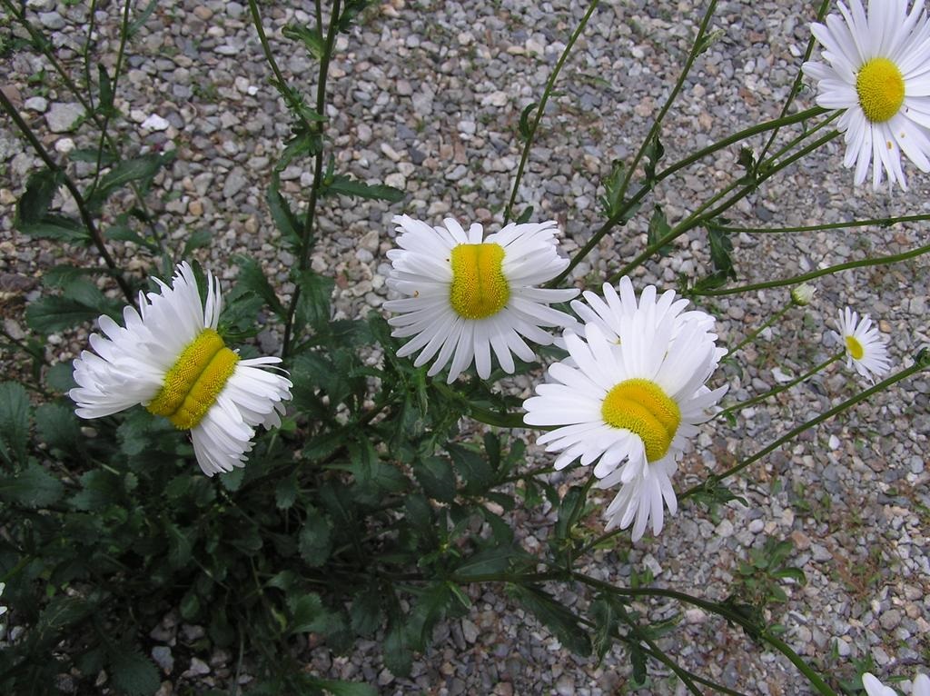 Fukushima mutant daisies: Deformed flowers spotted at Japan's disaster site Fukushima-mutant-flowers-deformed-daisies