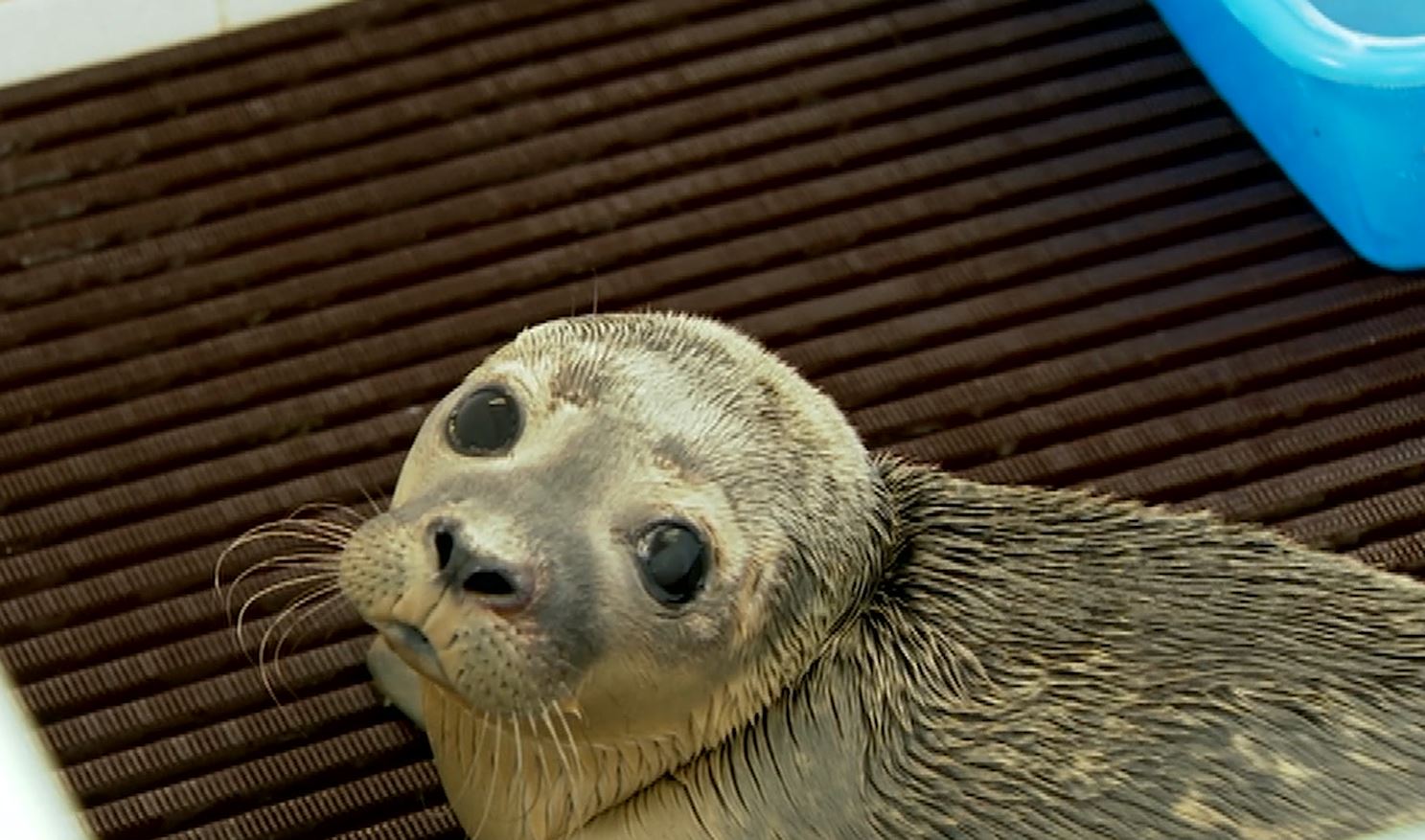 Seal found in cow field