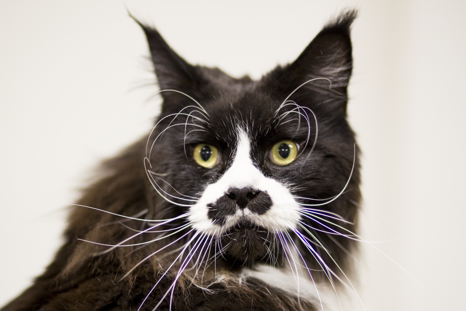Guinness World Records 60th Anniversary 10 Amazing Record breaking Cats