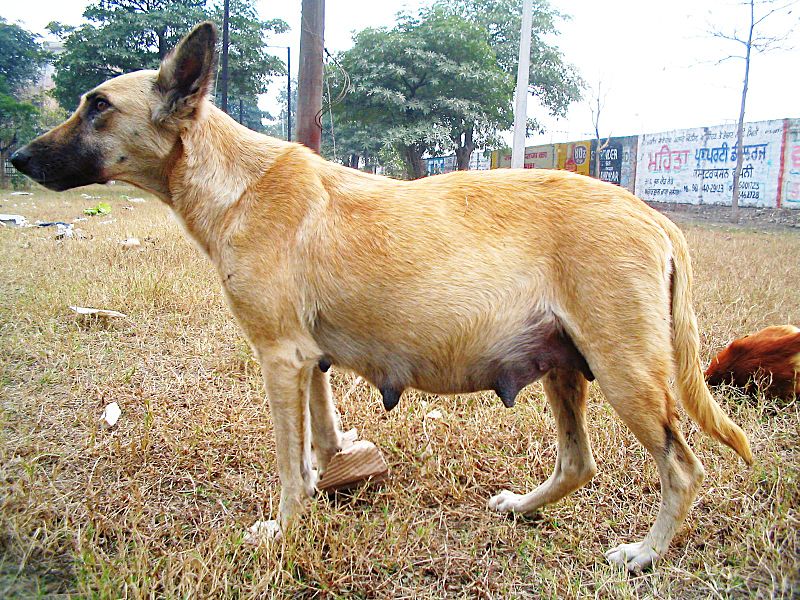 Chile: Starving 2-year-old boy suckled on pregnant 'dog's teats for milk'