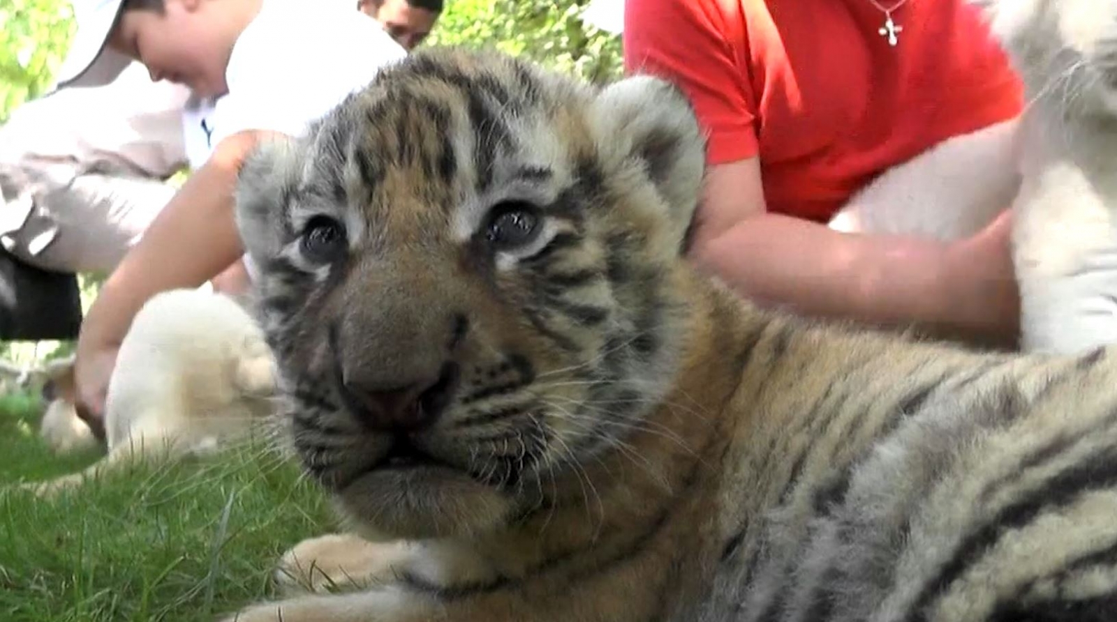 Tiger and lion cubs in Crimea zoo