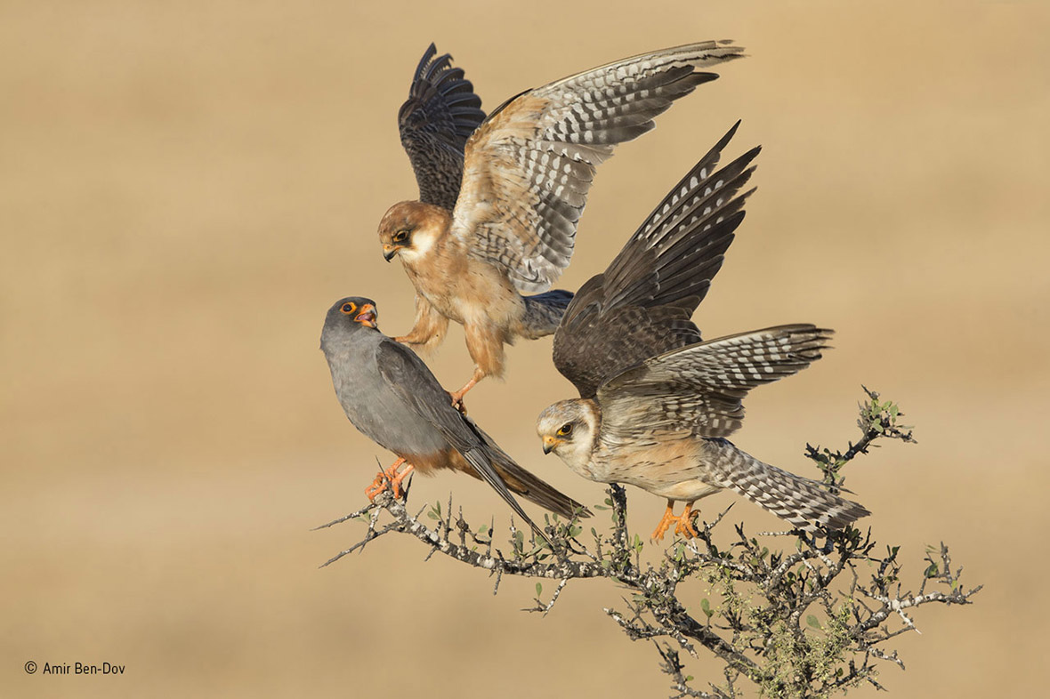 Wildlife Photographer of the Year 2015: Graphic fox fight picture wins