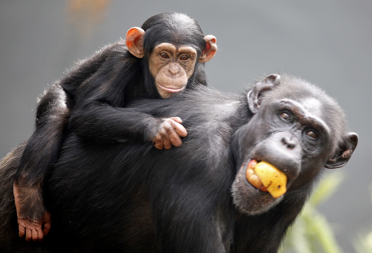 Tanzania: Wild chimpanzee found caring for her infant with Down syndrome