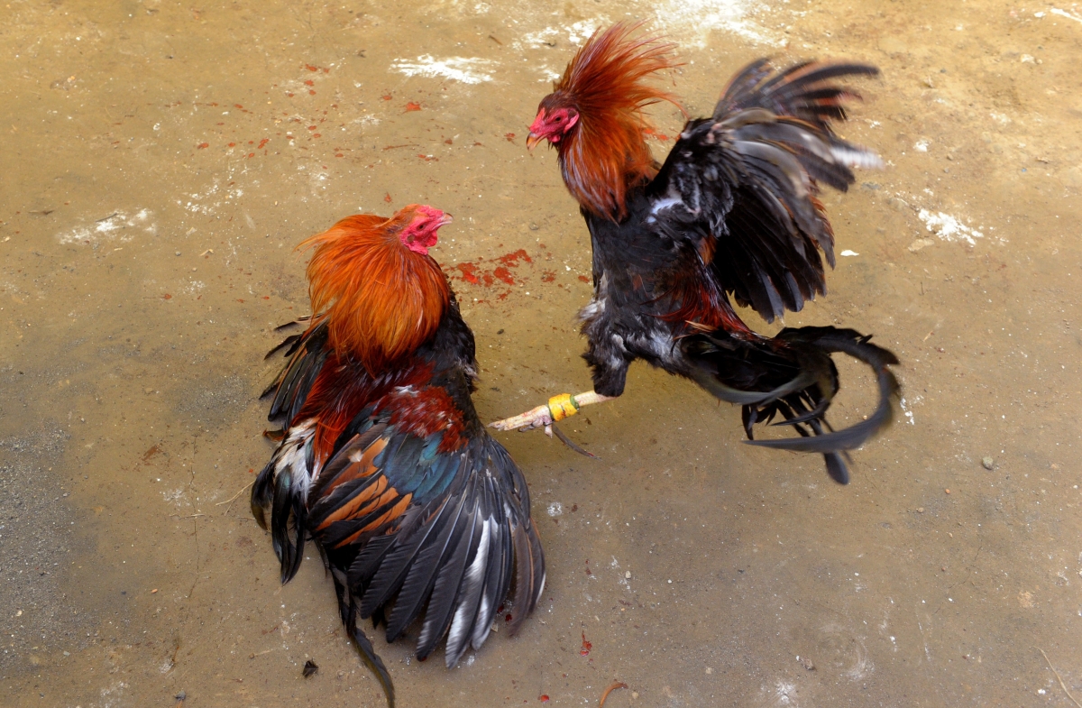 Mexican Cock Fight 84