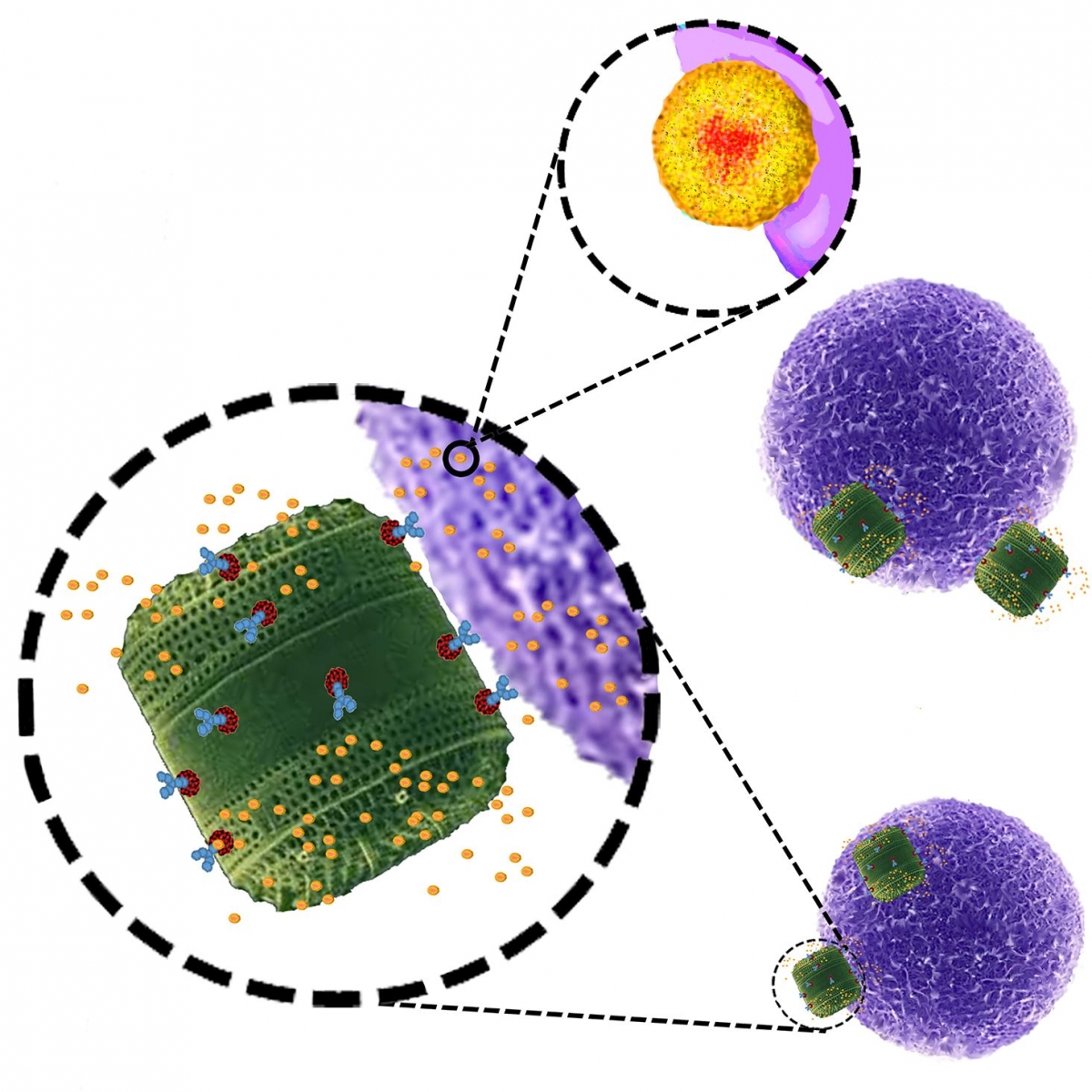 Genetically engineered diatom biosilica