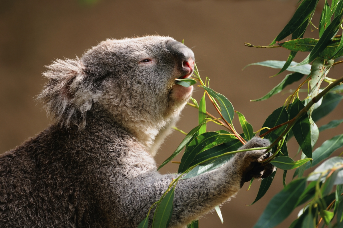 COP21 10 animals seriously affected by climate change