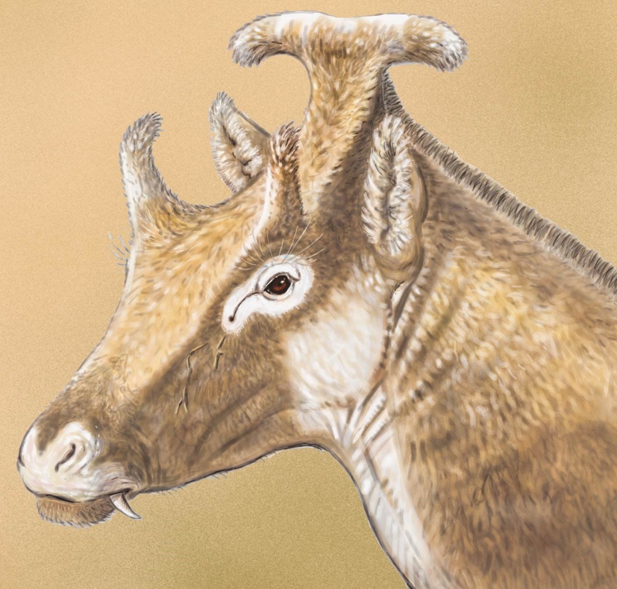 Xenokeryx amidalae: Strange 'Padme Amidala' ruminant discovered in