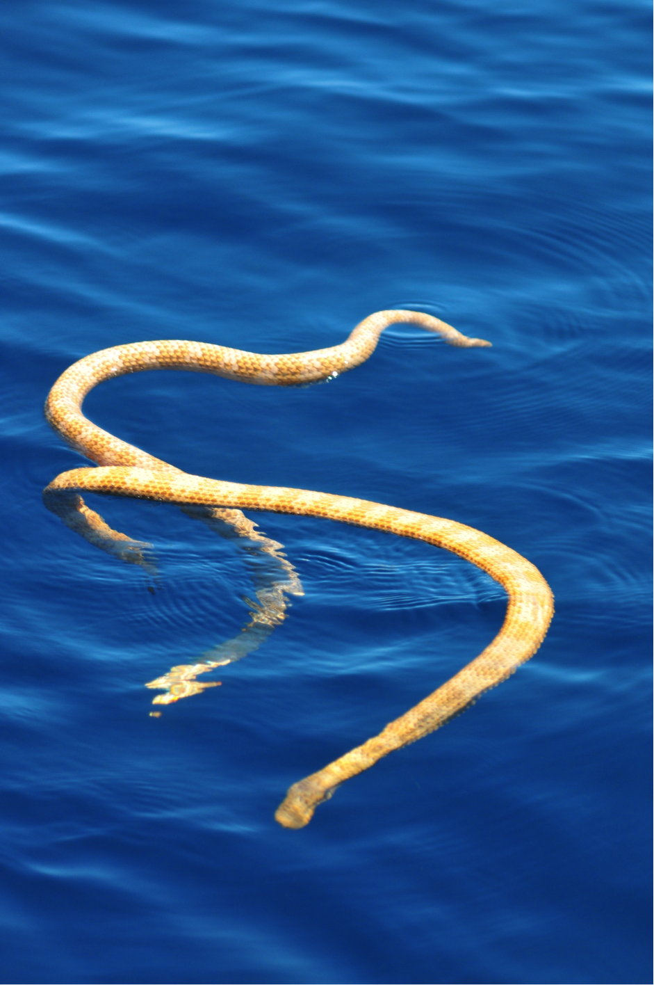 5 Extinct Creatures Found on Camera Sea-snakes