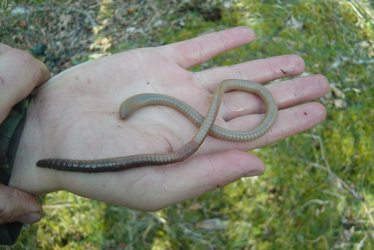 download large earthworm