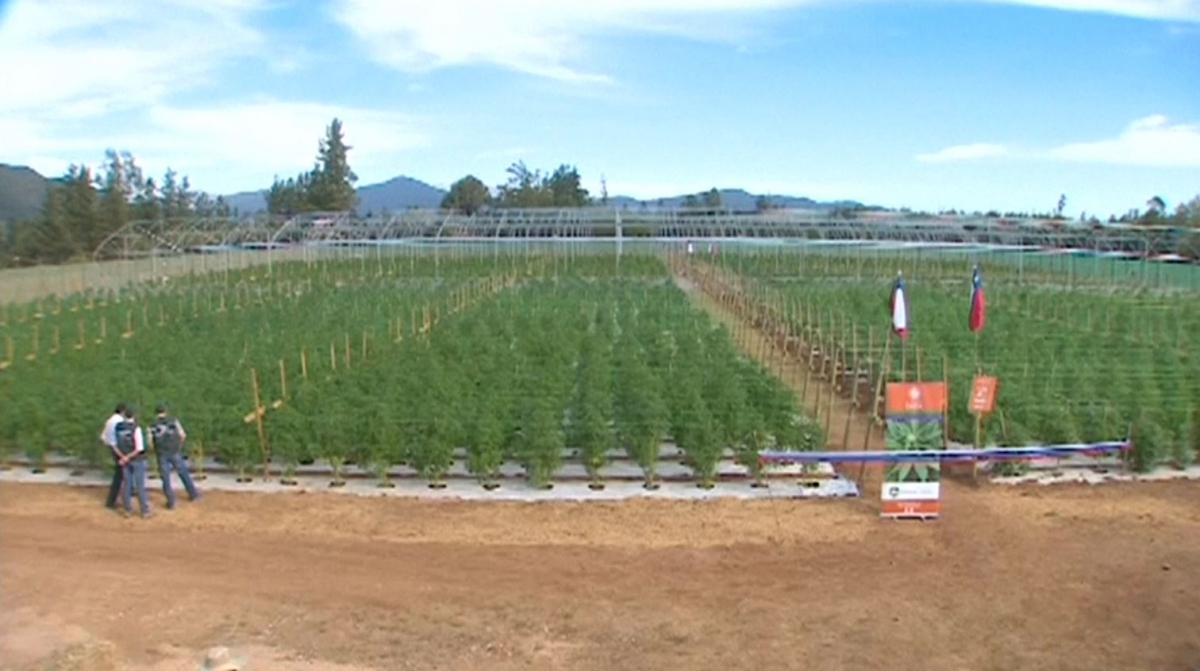 Chile 30 million joints could come out of largest medical marijuana