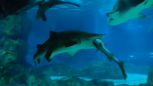 Shark eats a shark
