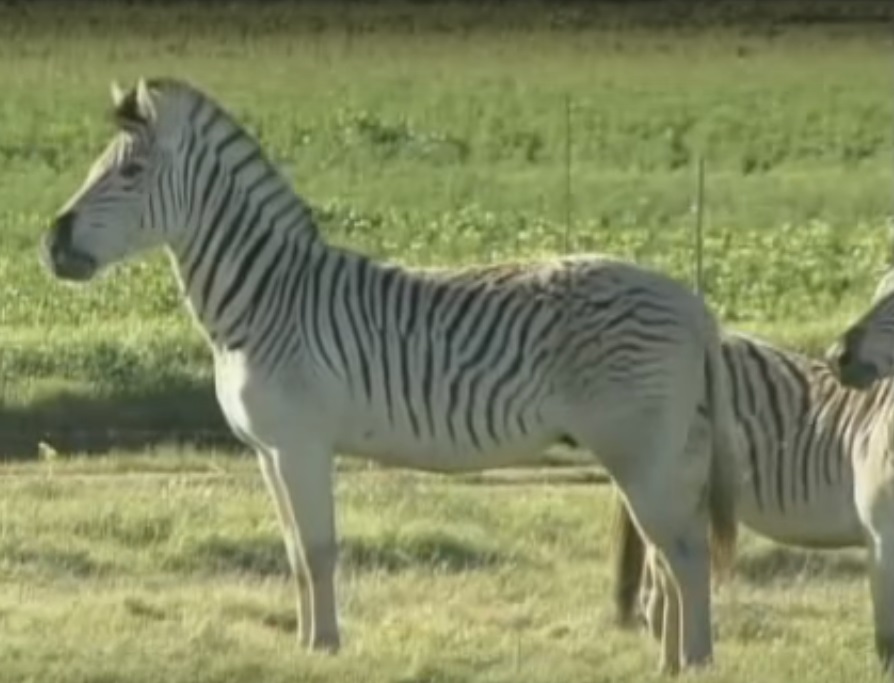 Once-extinct zebra-like 'quagga' brought back to life in South Africa