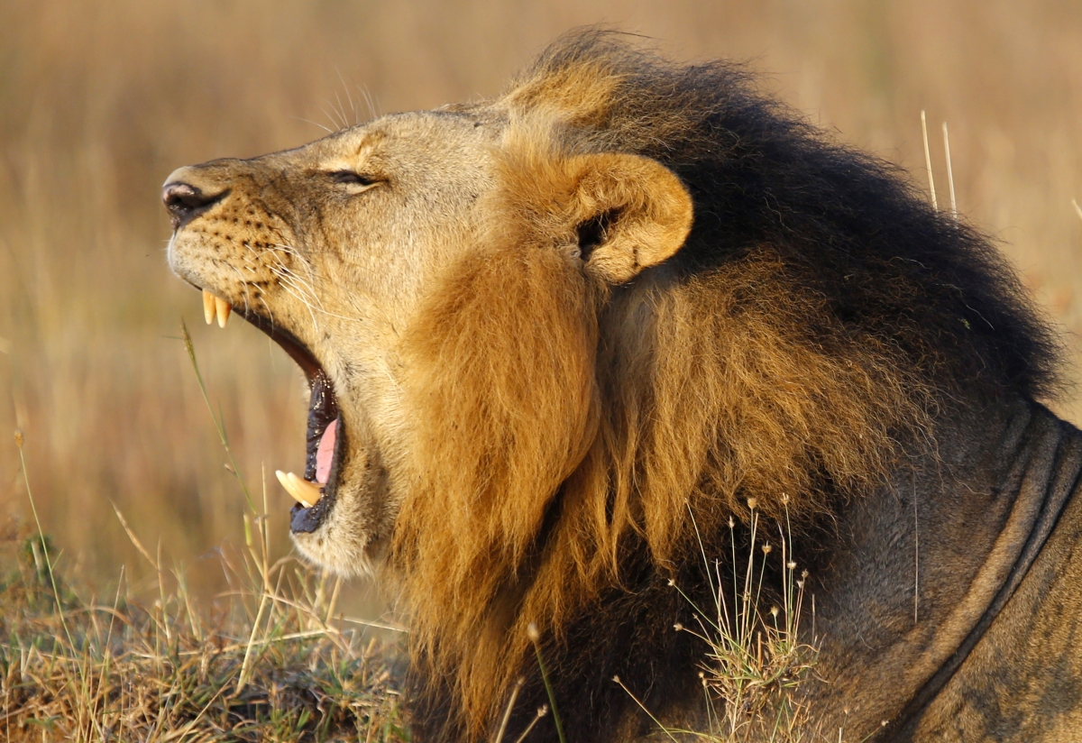 Kenya lions