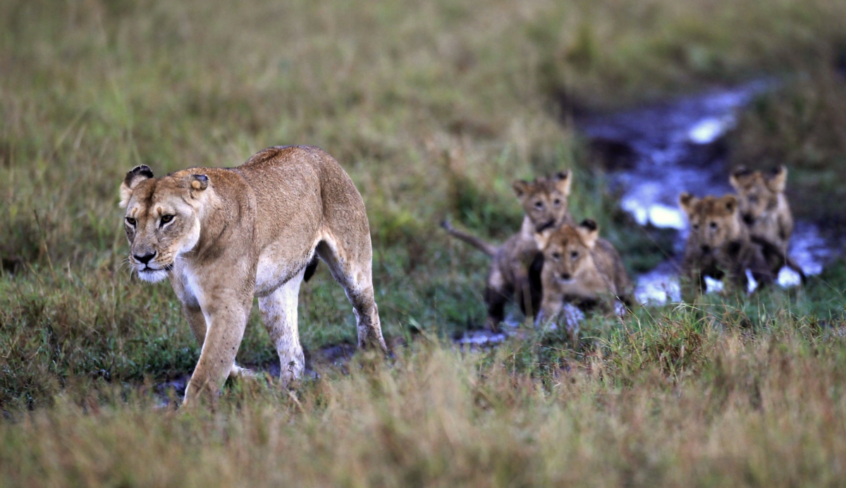 Maasai Mara lions