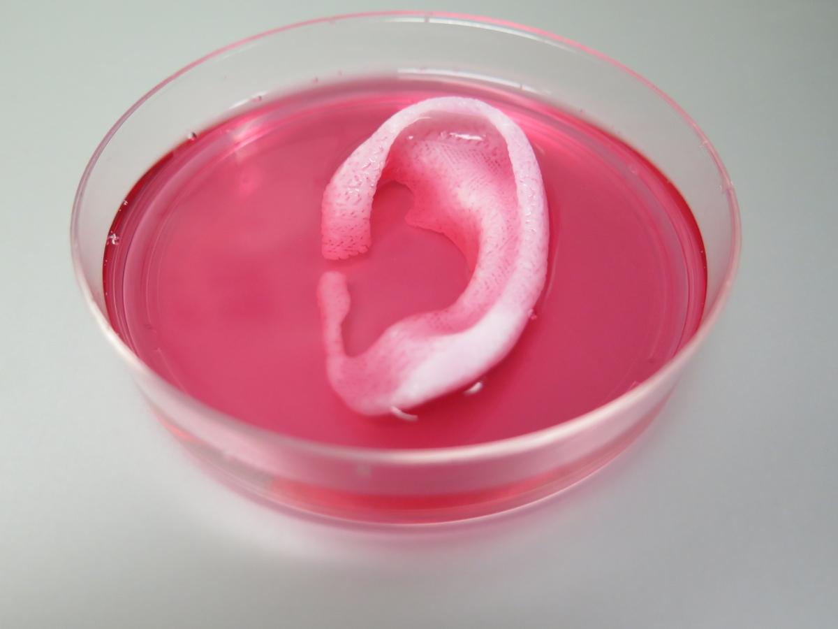 3D Bioprinter creates human ear, bone and muscle - paving way for bespoke implants in future