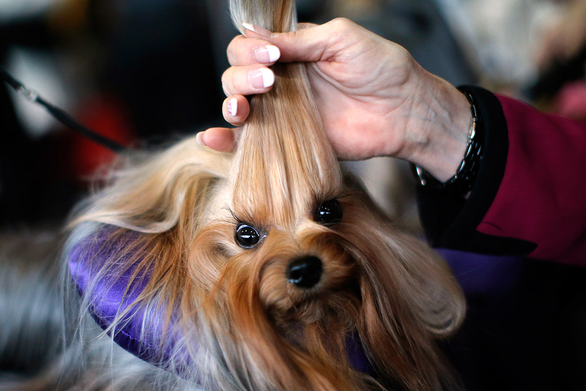 The 140th Westminster Kennel Club Dog Show at Madison Square Garden in