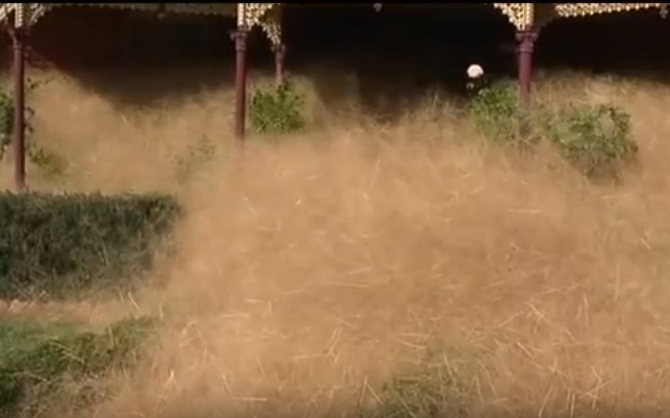 Hairy Panic Giant Tumbleweed Engulfs Remote Australian Town Wangaratta