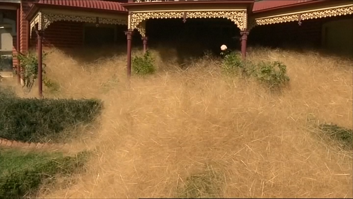 Hairy Panic Giant Tumbleweed Engulfs Remote Australian Town Wangaratta