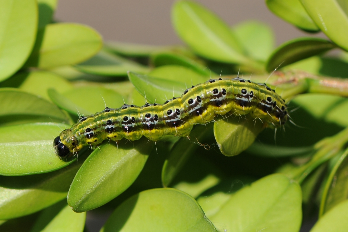 Are Box Caterpillars Poisonous To Cats