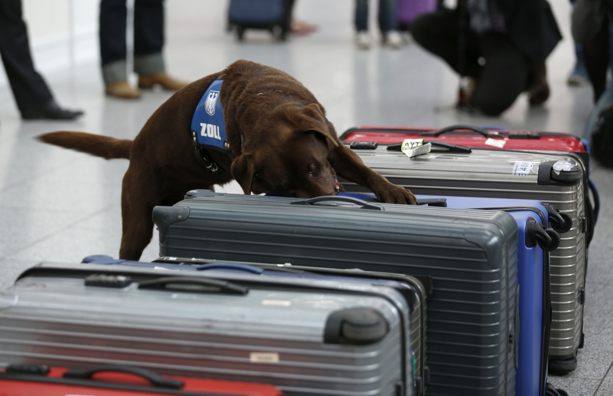 Manchester Airport: Sniffer Dogs Detect Sausages But Not Drugs