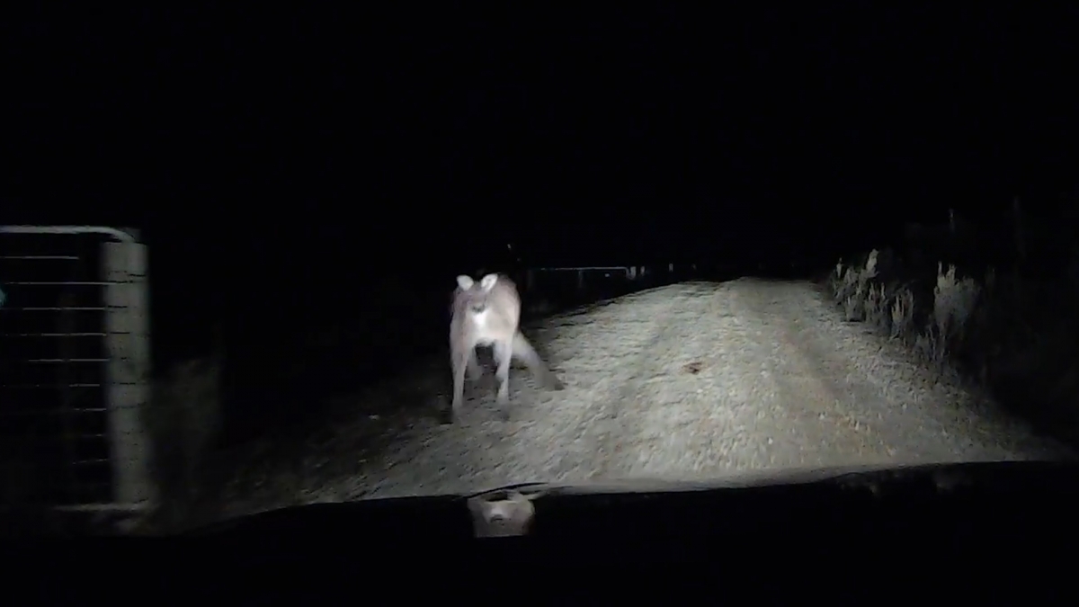 Australia Dramatic video shows kangaroo jump on car and crack windscreen
