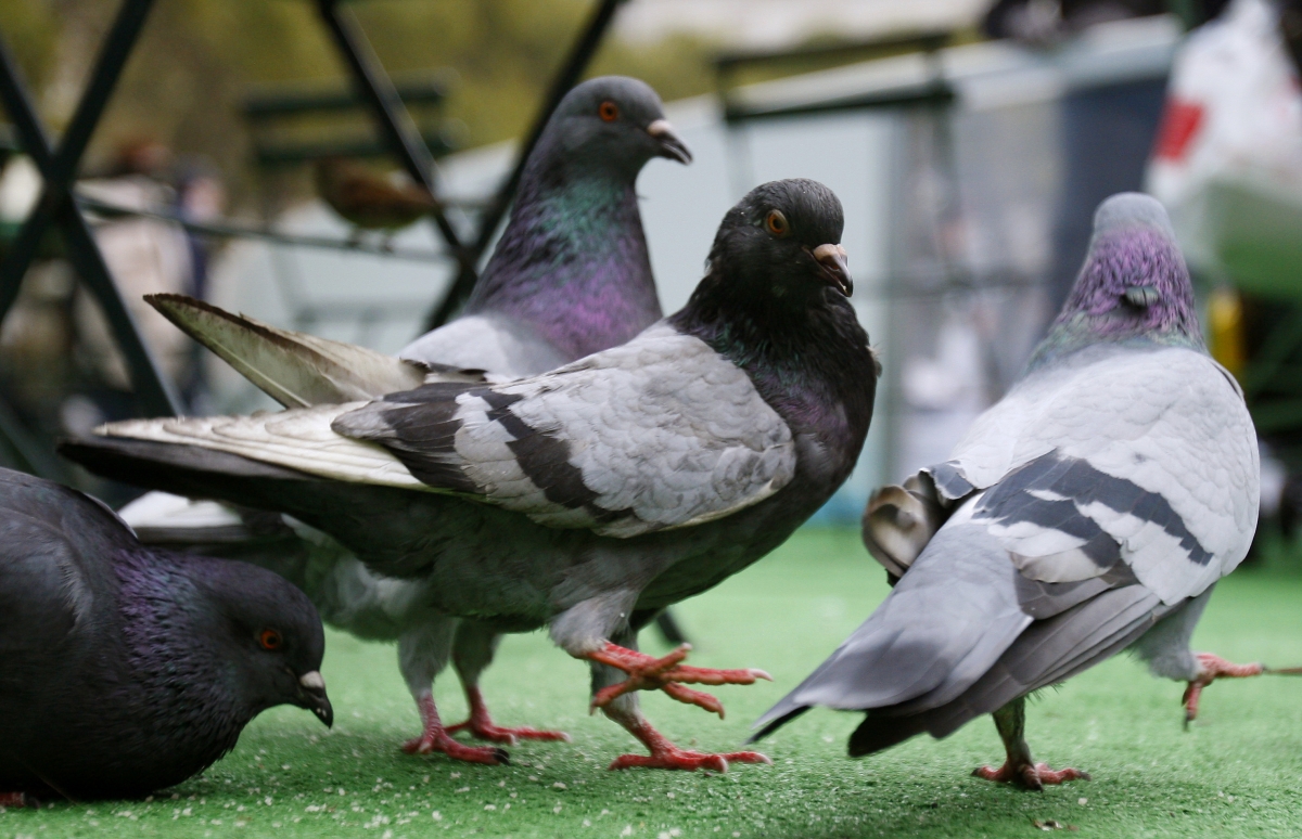 2000 pigeons to dance in New York City&#039;s night sky flashing LED lights