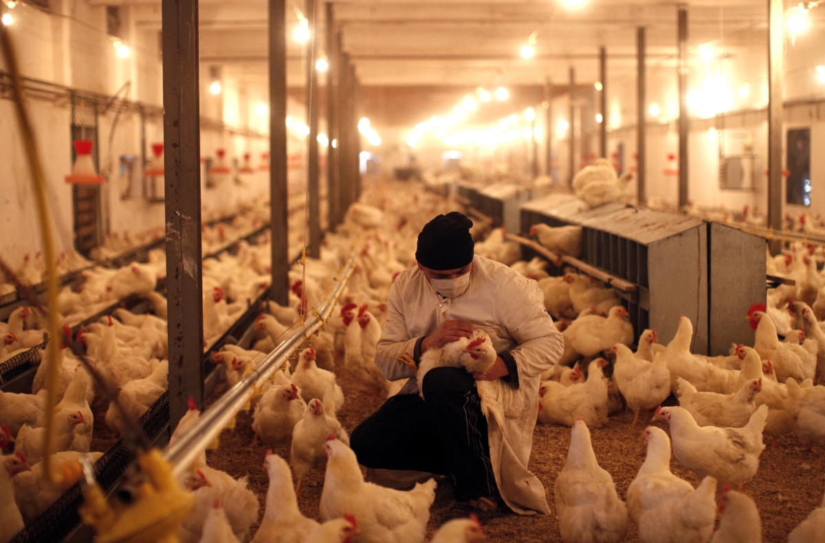 US poultry workers denied toilet breaks and forced to wear ...