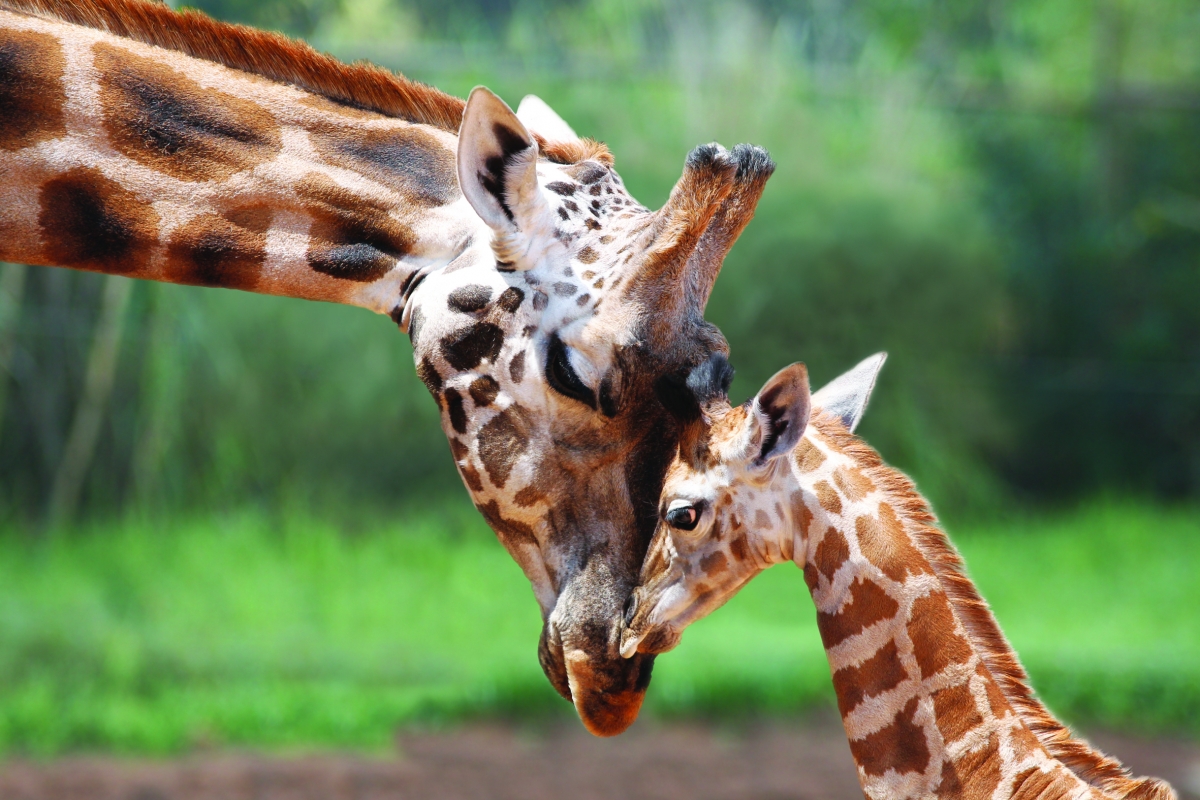 Australians' world famous mother giraffe Misha dies, aged 25