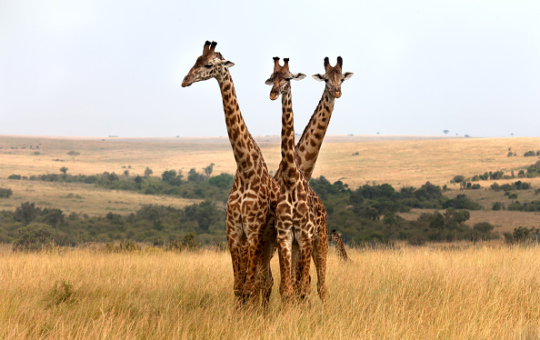 Why do giraffes have long necks?