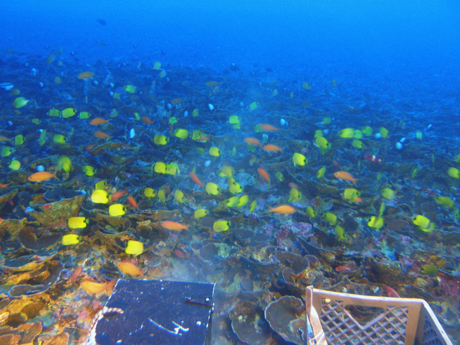 Deep coral reefs near Hawaiian islands harbour unique fishes and microalgae