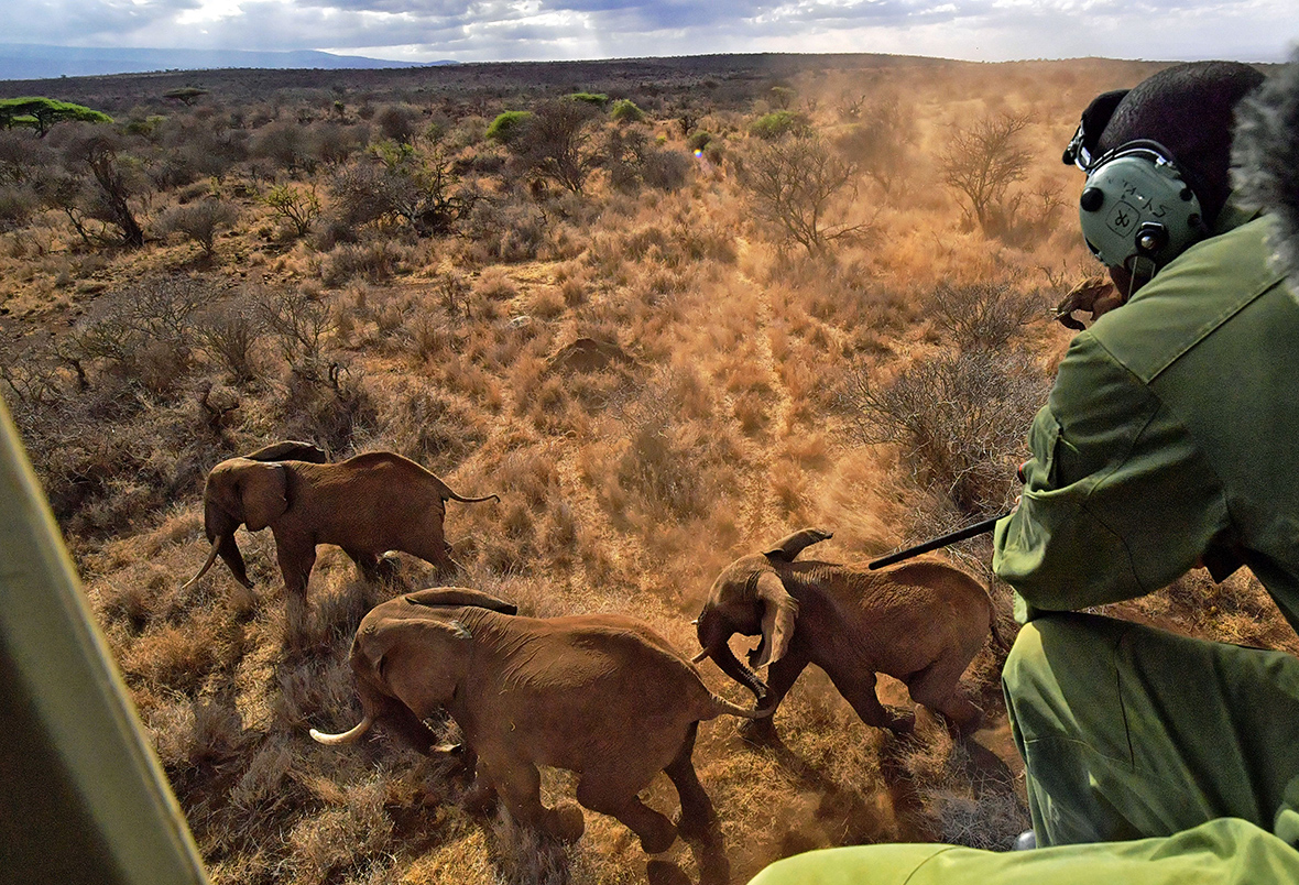 Elephants at Kenya's Amboseli National Park are fitted with tracking collars to ...1180 x 804