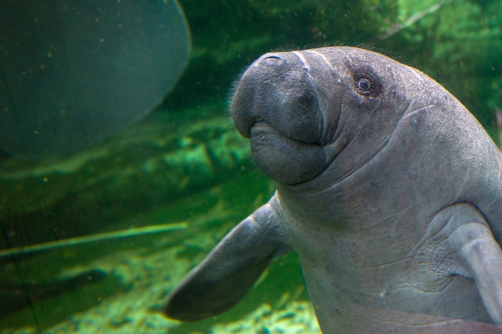 Here's how scientists use Google's machine learning to protect sea cows