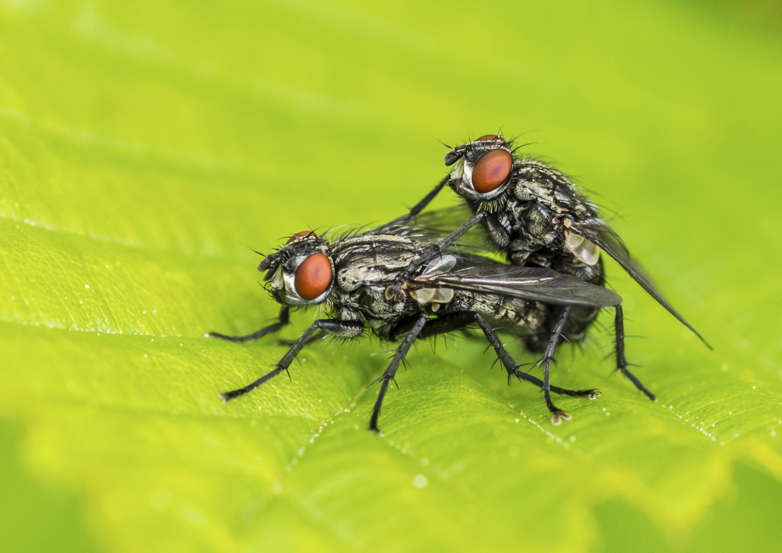 Sex And Ejaculation Controlled Separately In Fly Brains Suggesting Pleasure In Copulation