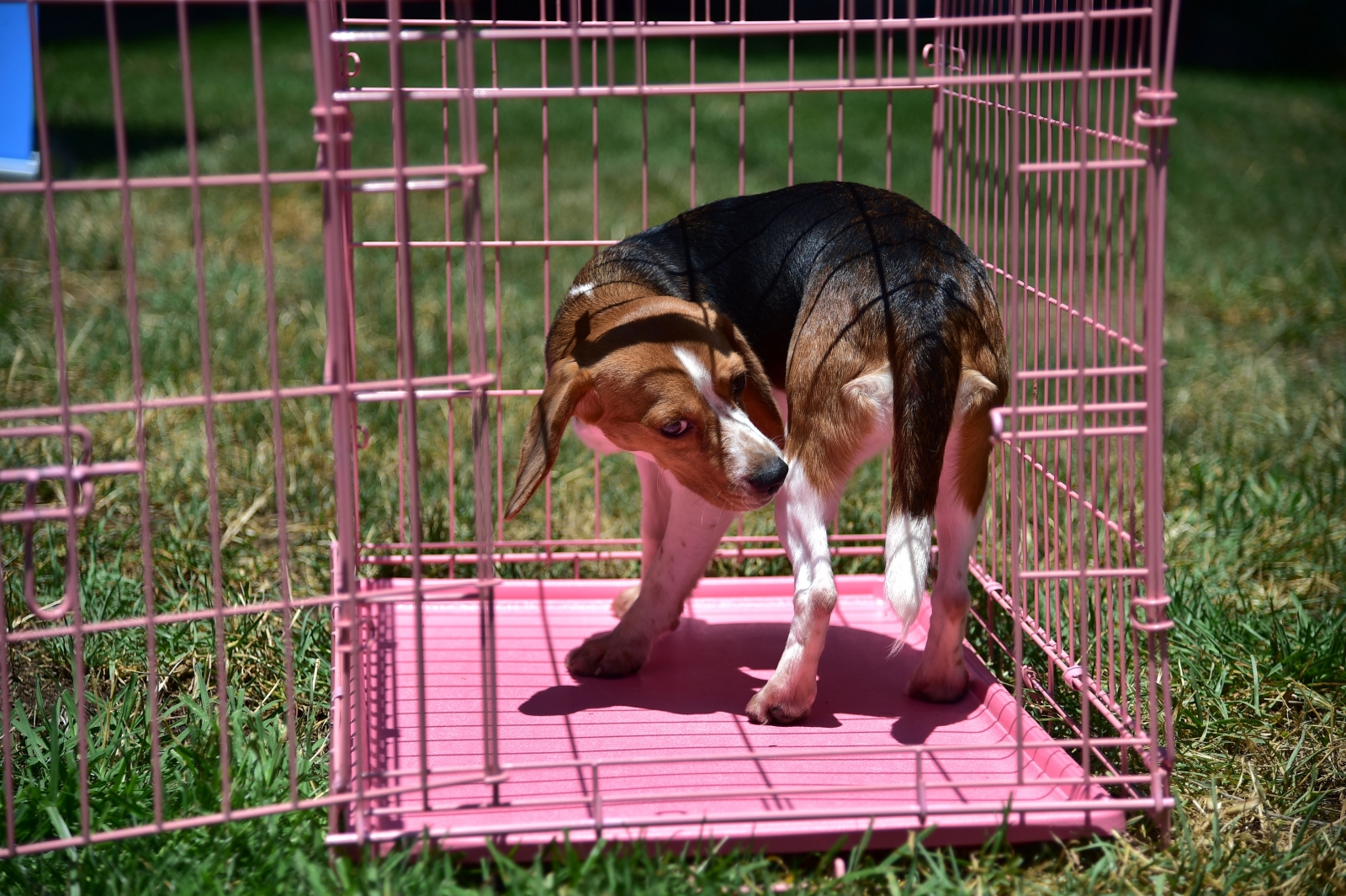 USDA removes public access to animal welfare data